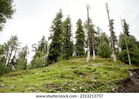 Pinus Roxburghii Tree on the Mountains in Nathia Gali, Abbottabad, Pakistan.