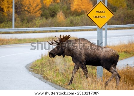 Moose Bull Male, Picking the Correct Place to Cross the Road, Alaska, USA