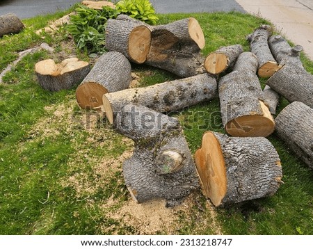 The remaining logs from a chopped up tree scattered on a lawn. Royalty-Free Stock Photo #2313218747