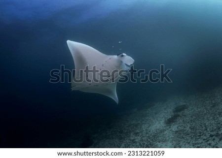 Reef manta ray is swimming above the bottom. Mobula alfredi during dive in Raja Ampat. Smaller manta slowly swimming in Indonesian ocean. Fish with long wings. 