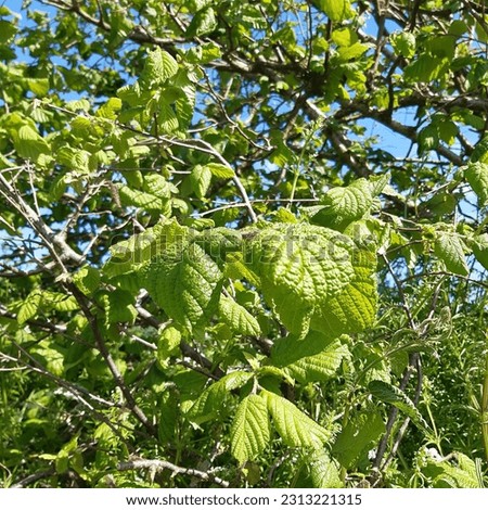 Green leaves of Corylus avellana, the common hazel, is a species of flowering plant in the birch family Betulaceae. Hazelnut tree leaves green background Royalty-Free Stock Photo #2313221315