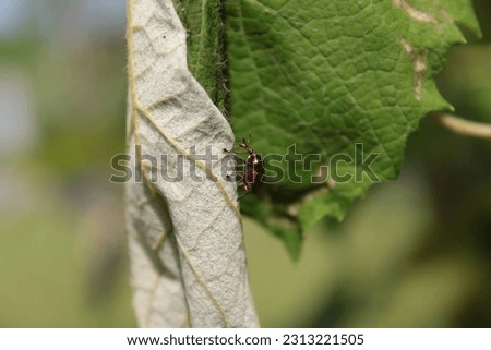 Snout beetle (Weevil, Byctiscus betulae) on a grapevine leaf. Damage
