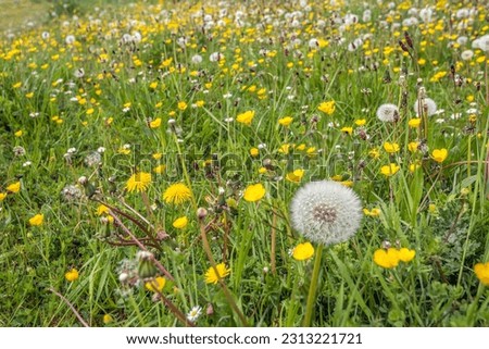 Seed bulb of an overblown common dandelion in the foreground of a whole field of grasses and flowering wild plants. The picture was taken on a beautiful day in the spring season.