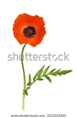 Red poppy flower and green leaf isolated on white 