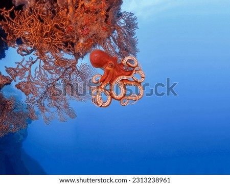 Magnificent octopus swimming beautifully to the red coral reef close-up Royalty-Free Stock Photo #2313238961