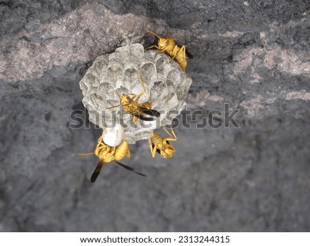 Beautiful Paper Wasp Nest on Rock Outcrop in Arizona