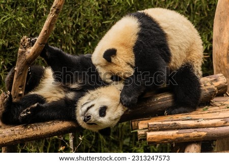 Two Giant Pandas (Ailuropoda melanoleuca) playing together at the Giant Panda Breeding Research Base in Chengdu, China