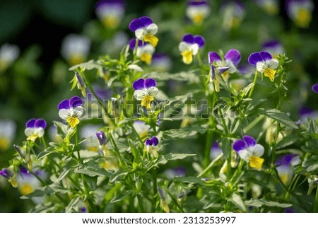 Wild pansy - Viola tricolor - beautiful plant and flowers Royalty-Free Stock Photo #2313253997