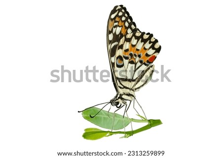 Butterfly on green leaf with isolated white background