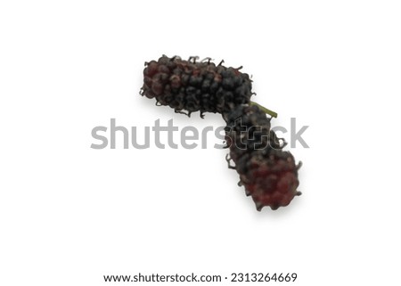 Fresh organic blackberry isolated on white background, clipping path, total depth of field. copy space