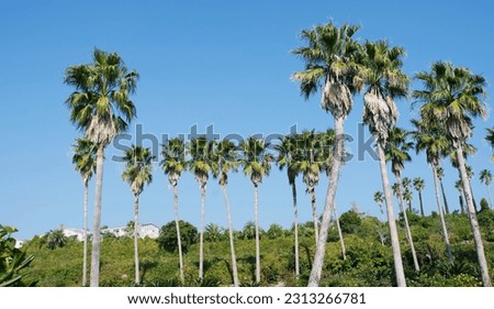                             Landscape of Jeju Island, palm trees   