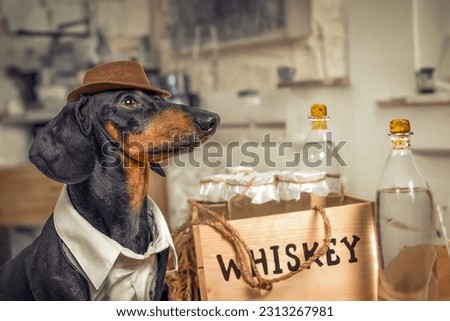 Dog brutal gangster bootlegger in cowboy hat, illegal homemade production of alcoholic beverage. Stylish wooden box of kraut whiskey in glass bottles with cork. Advertisement for men elite club, gift  Royalty-Free Stock Photo #2313267981