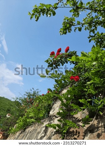 Sky view of green plants and roses on a stone wall.