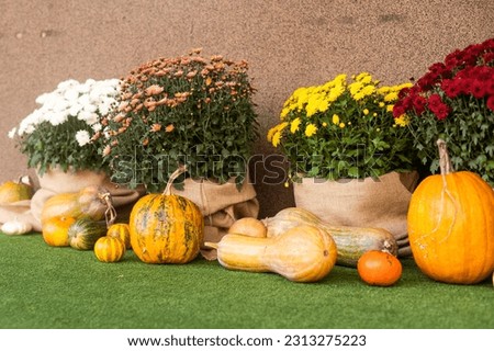 Autumn cozy mood composition. Pumpkins, c wooden tray. Autumn, fall, hygge home decor. Selective focus. Copy space.