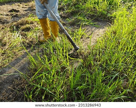 unknown farmer hoeing weed and grass at the field Royalty-Free Stock Photo #2313286943