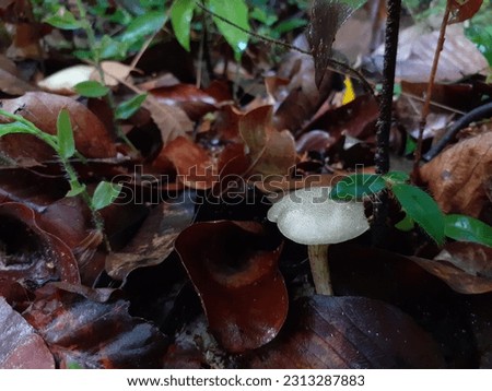 Mushrooms grow wild among wet leaves after the rain.