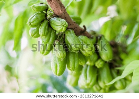 Close up style pictures with Taling Pling fruit of Thailand,fresh with Taling Pling with green color it’s very sour flavor.concept close-up photo.