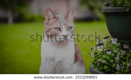 Aesthetic domestic cat posing cool in a green garden with pots full of blooming flowers
