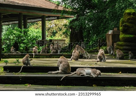 a group of monkey doing an activty