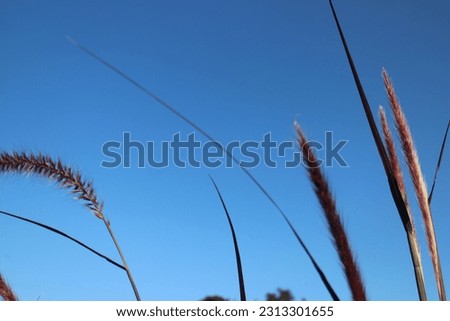 Nature Botanical Plant Sky Background Wallpaper