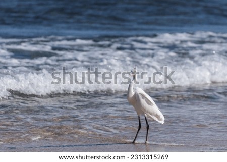 single white egret standing and looking to the camera in the morning at the beach in egypt