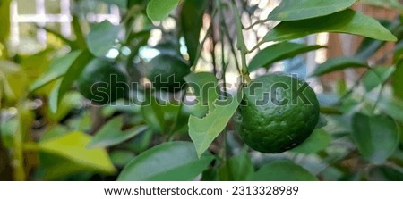 Lime or Jeruk limau (Citrus amblycarpa) is widely used in Indonesian dishes as an aroma enhancer (example in sambal and peanut sauce).