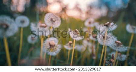 Closeup of dandelion field on natural sunset background. Bright, delicate nature details. Inspirational nature concept, soft yellow and green blurred bokeh forest scene. Peaceful bright summer bloom