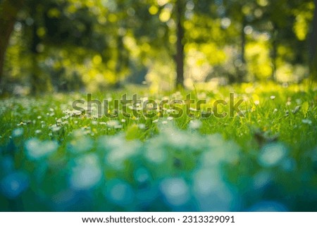 Daisy flower in green grass meadow shallow depth of field. Beautiful daisy flowers in nature. Abstract soft focus sunset field landscape of white yellow flowers vintage bokeh warm golden hour sunrise