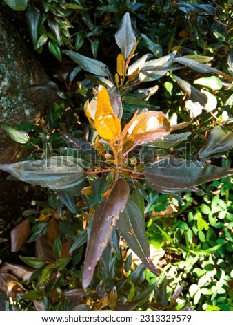 blurry Image of Syzygium myrtifolium in garden, nature background.  Syzygium myrtifolium or Pucuk Merah is a plant species known as an ornamental plant belonging to the genus Syzygium.