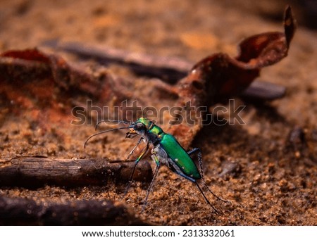 Tiger beetle in the forest