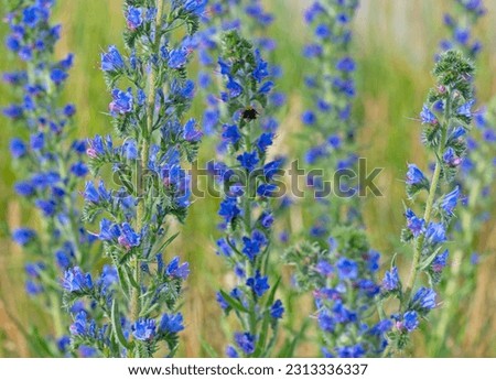 Flowering blue viper's bugloss, Echium vulgare Royalty-Free Stock Photo #2313336337