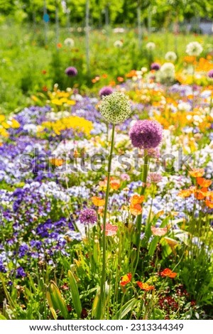 Scenic view of colourful flowerbeds in sunny day