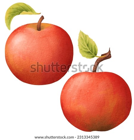 Set of beautiful juicy ripe red apple. Watercolor Isolated eco natural food fruit illustration: posters, wedding cards, summer banners, cover design templates, social media stories, spring wallpapers.