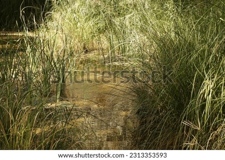 The wild grasses in the waterway. Royalty-Free Stock Photo #2313353593