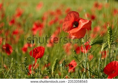 Common poppy field and bee (Papaver rhoeas)