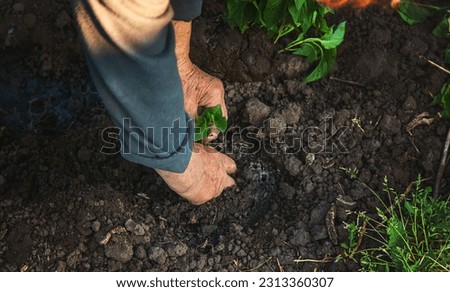 A woman farmer plants peppers in her garden. Selective focus. Nature.