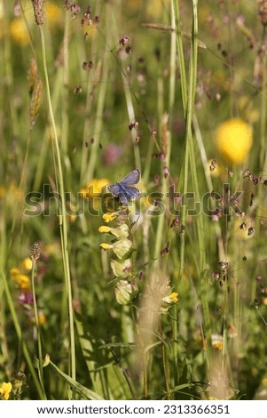 Common blue button amongst various wild flowers and grasses