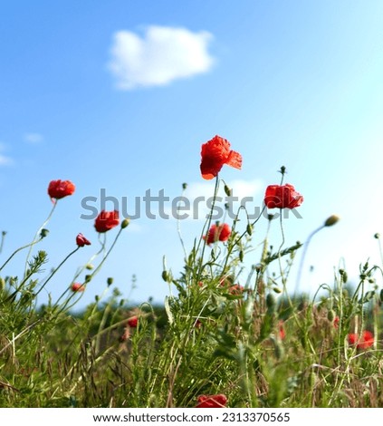  poppy flowers grow in the field                              