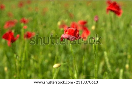  poppy flowers grow in the field                              