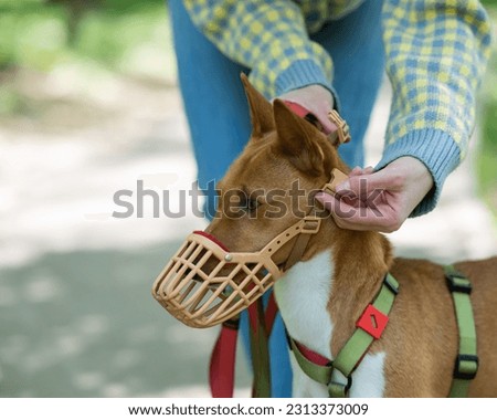 The owner puts a muzzle on the African dog breed Basenji for a walk. Royalty-Free Stock Photo #2313373009