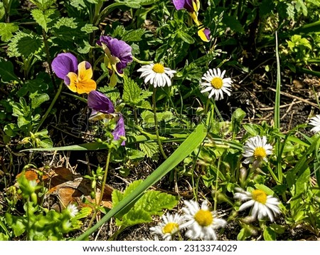 field pansies and daisies blooming among gray grasses in the meadow