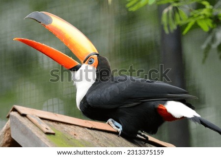 Toucan touched, toucan, tucan, bird, animal, nature