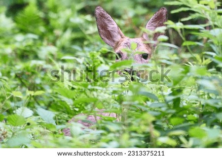 Deer in the green forest             