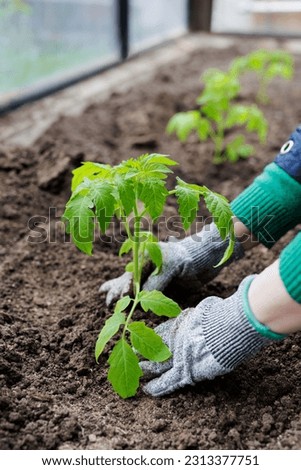 Gardeners hand in glove planting little green tomato sprout Royalty-Free Stock Photo #2313377751