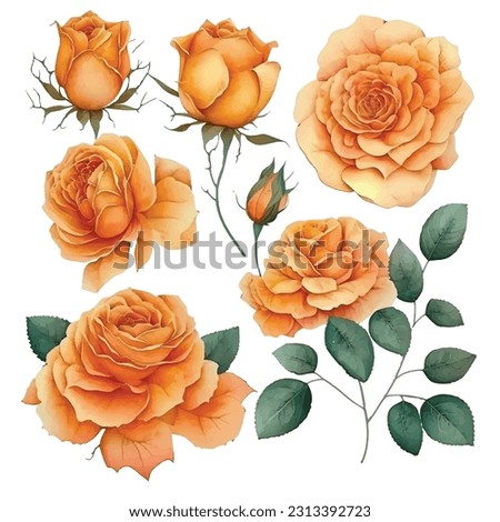 Set of orange roses watercolor paint