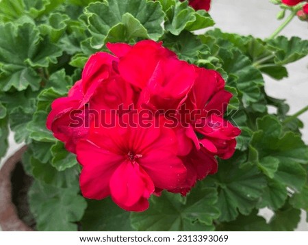 Beautifully bloomGeranium flower  - Pelargonium is a genus of flowering plants which includes about 200 species of perennials, succulents, and shrubs, commonly known as geraniums, pelargoniums.