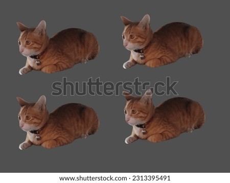 cute thai cat and background