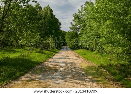 Muddy dirt road through the forest in the countryside Royalty-Free Stock Photo #2313410909