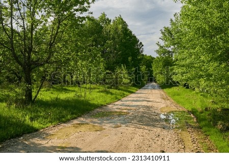 Muddy dirt road through the forest in the countryside Royalty-Free Stock Photo #2313410911