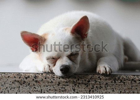 White​ dog sleeping looking happy 